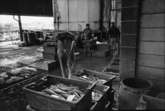 Hartlepool Fish Quay - Full Crates